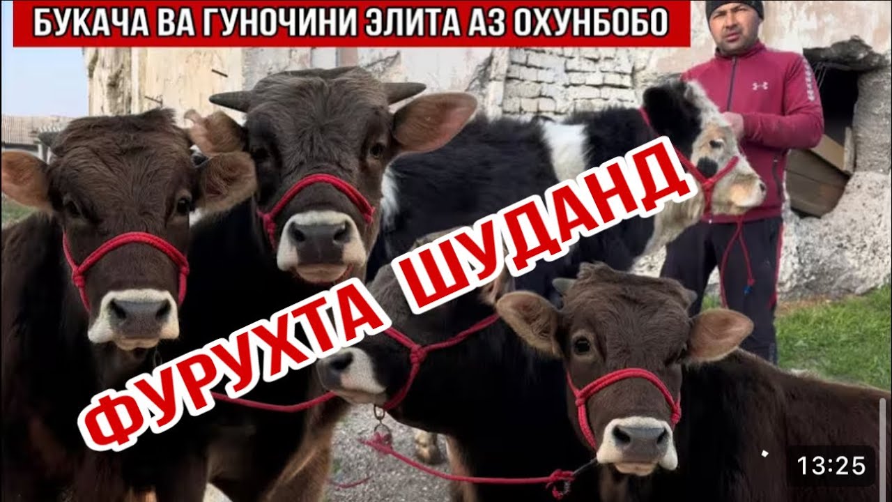 БУКАЧА ВА ҒУНОЧИН АЗ ФЕРМАИ ОХУНБОБО 13 марта 2026 г.