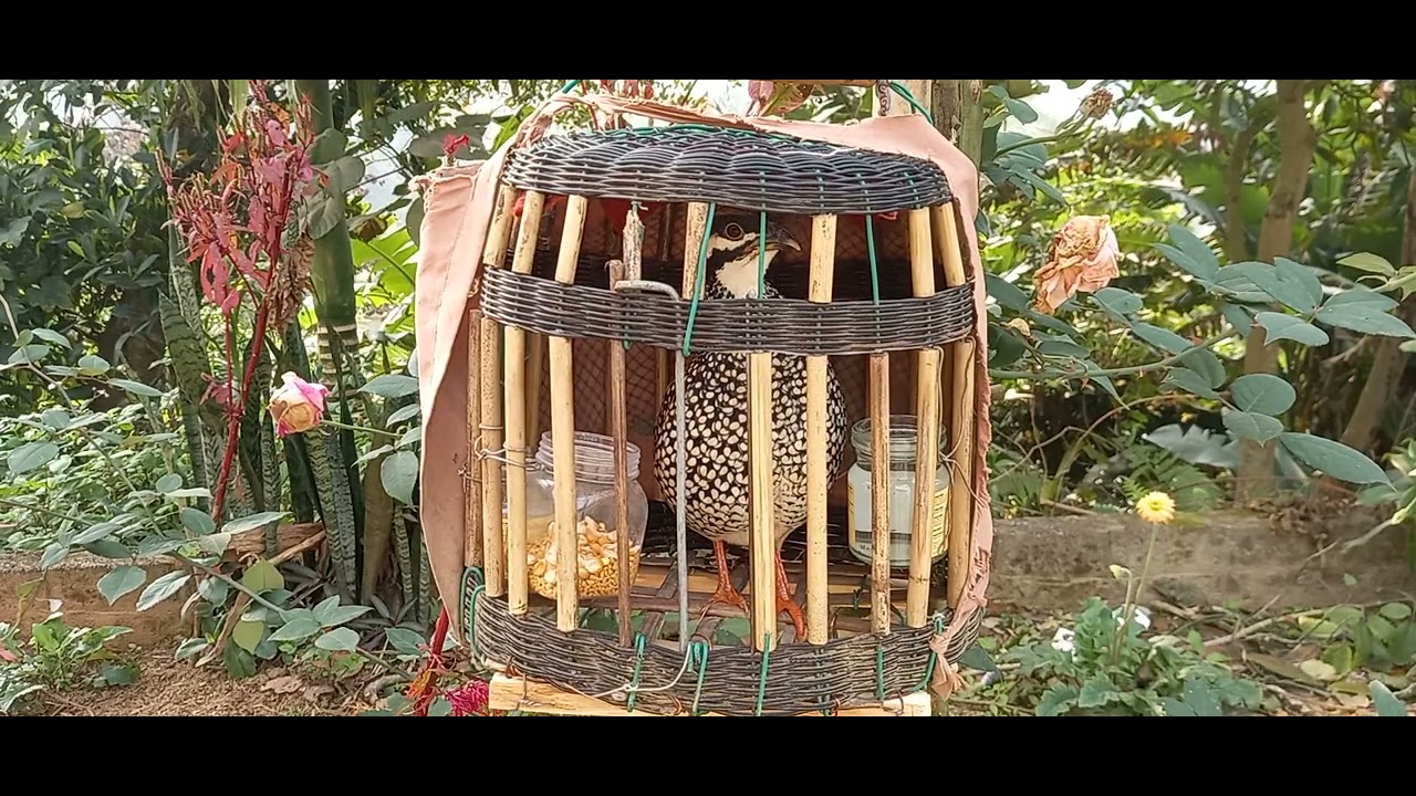 Đa thuần gáy đối mùa đông kích bổi nhanh gáy phần6