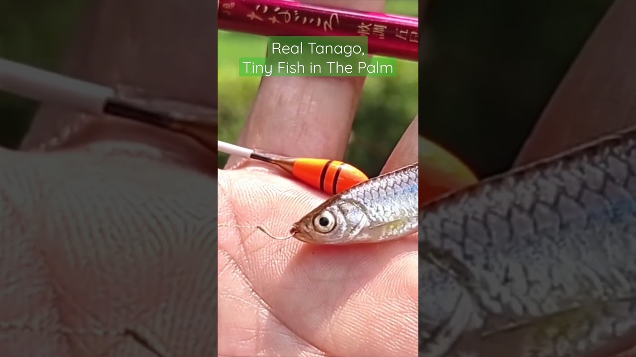 Real Tanago, Tiny Fish in The Palm - Micro Fishing #microfishing #tanagofishing #mancingtanago