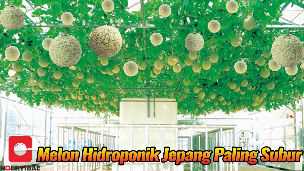 Pertanian Melon Jepang Yang Mengagumkan Secara Hidroponik | Mari Kita Intip Prosesnya