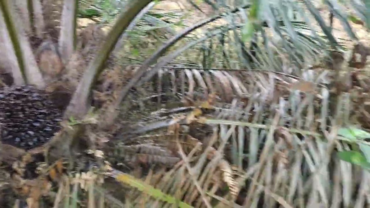 Ketiwasan Lur, Batang Sawit Kena Semprot Racun Rumput