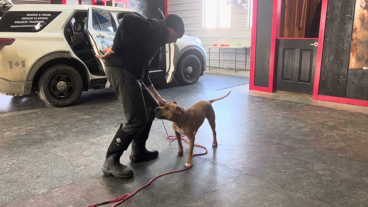 Using Obedience to Build Authority and Changing the Picture for Yuki Around Other Dogs