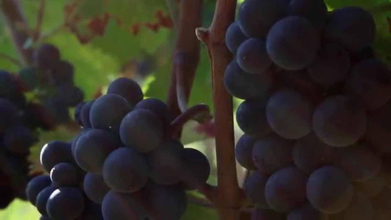 Vendanges 2015   Domaine Henri Rebourseau