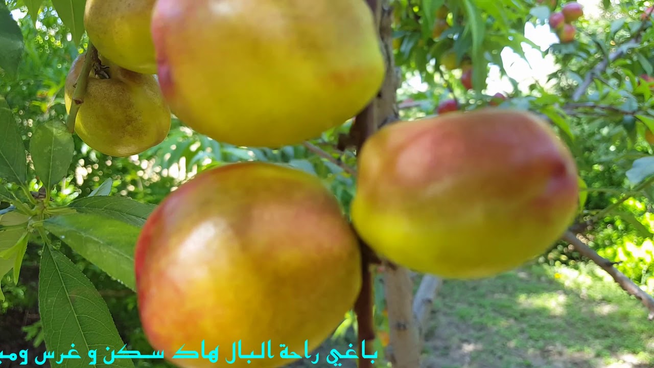 باغي راحة البال هاك/سكن و غرس ومياه غير منقطعة ليلا ونهارا للبيع بالقرب من زرهون