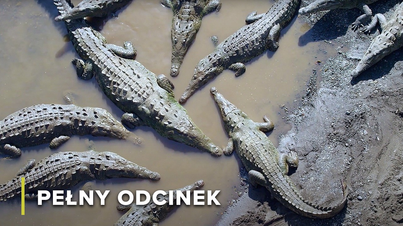 Podwodni Zab&oacute;jcy: Rekiny, Mątwy i Krokodyle | Atak i obrona 106