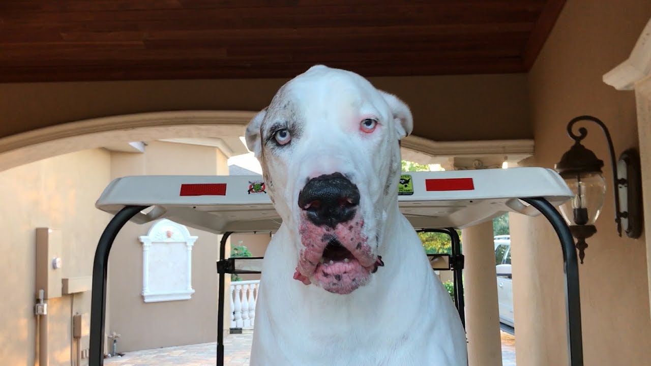 Funny Talkative Deaf Great Dane Throws Temper Tantrum When Asked To Get Out Of The Golf Cart