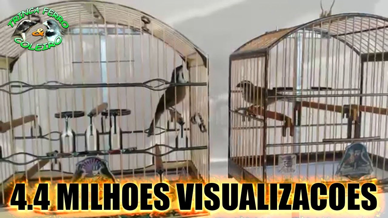 DISPUTA DE TRINCA-FERRO, FÊMEA DE TRINCA, TRINCA FERRO, TRINCA FERRO CANTANDO #trincaferro