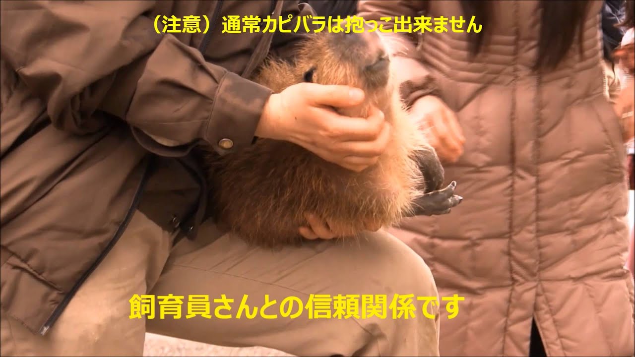 カピバラ　（姫路セントラルパーク篇）抱っこちゃん