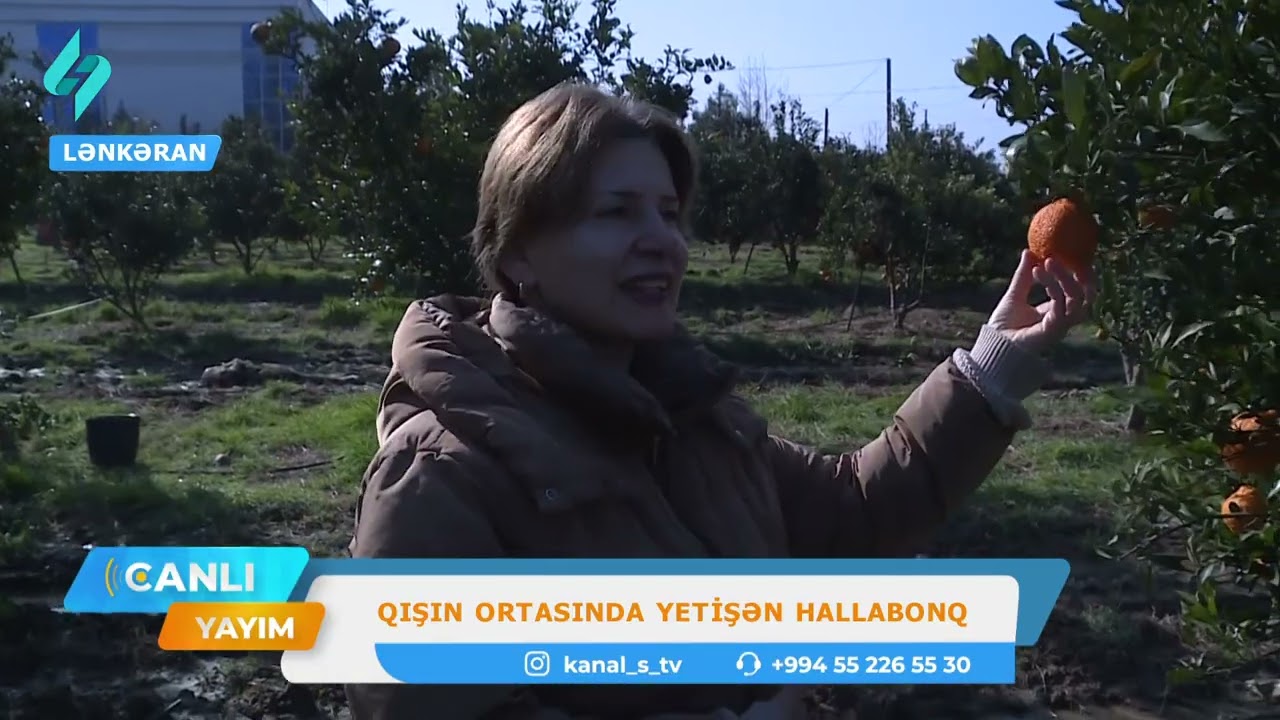 Qışın ortasında yetişən Hallabonq | Canlı Yayım
