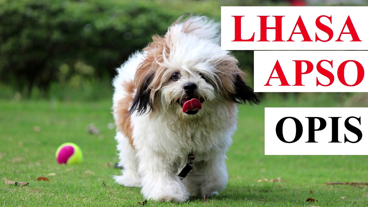 LHASA APSO - OPIS RASY, charakter, zdrowie, historia, wady i zalety
