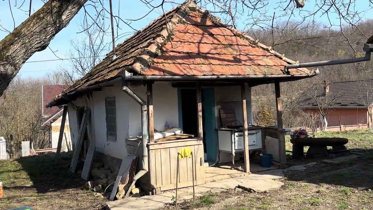 Am curățat bujorii și am mai pus doi caişi 