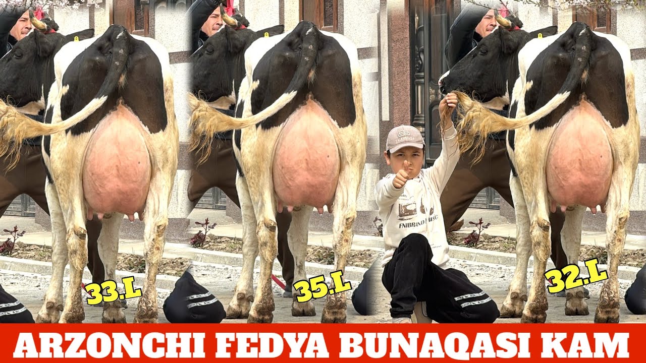 😳ARZONCHI FEDYA 30.L 1.QORIN BOLASI SMENTAL BUQA YOSH SIFATLI SUTDOR SIGIRLAR