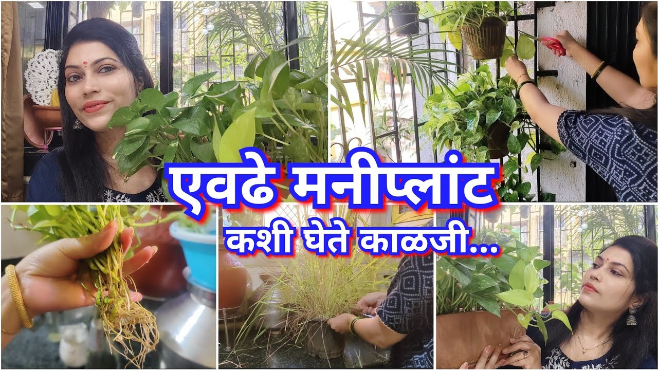 मनीप्लांट इतके हिरवेगार आणि भरगच्च कसे वाढतात 🌿 छोटंसं गार्डन 🎄 Money plant care/ Home garden tips🌿