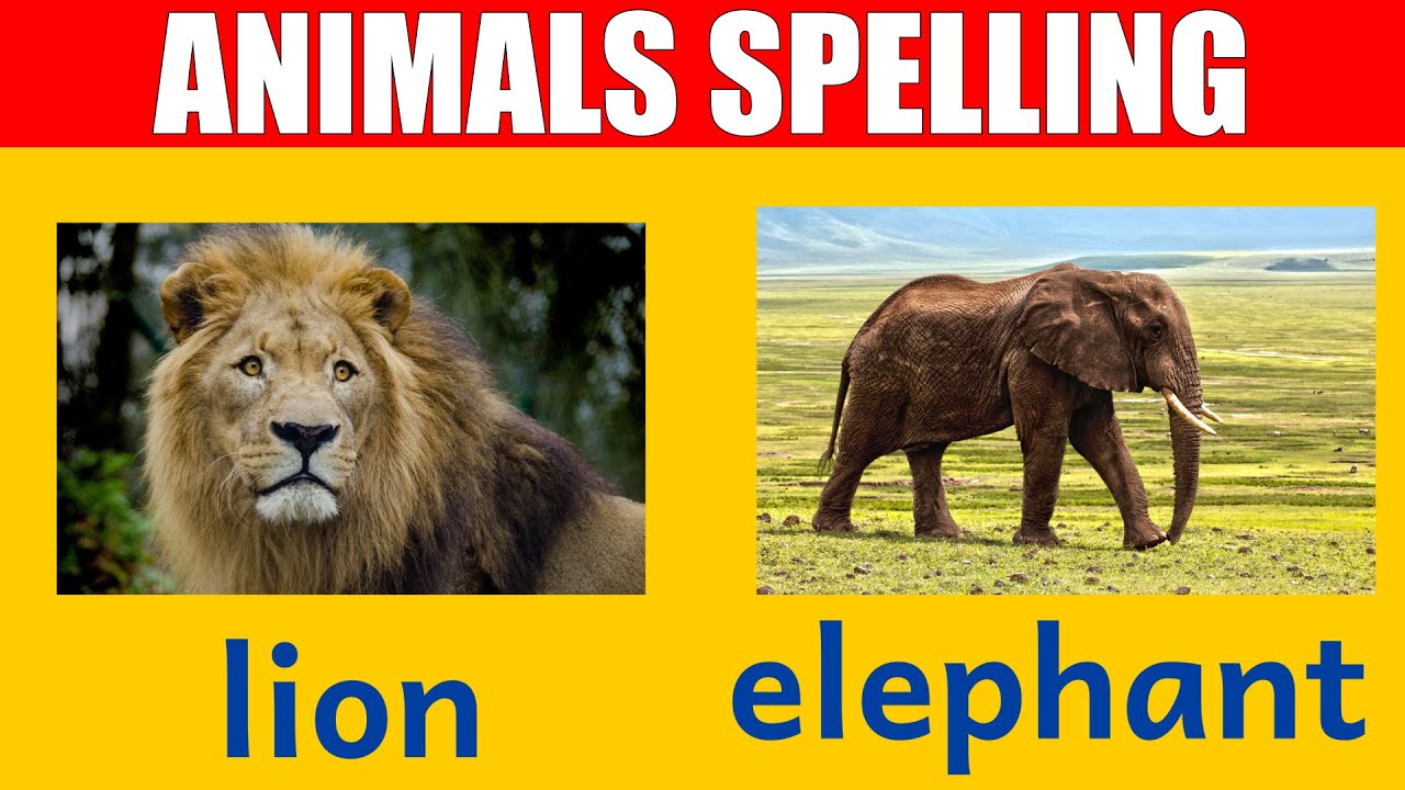 African Animal Names - Learn Spelling and Pronunciation in English