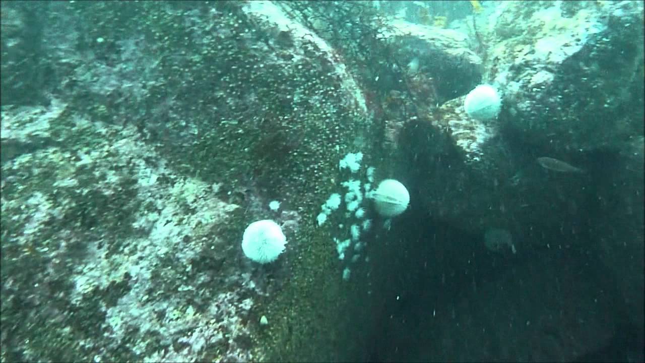 SSAC scuba diving at Melmore Head, Co Donegal