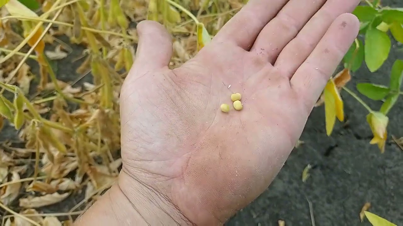 Соя догорає🥺 ще й якась зараза її жре🤬. Соняшник лімагрейн здивував.