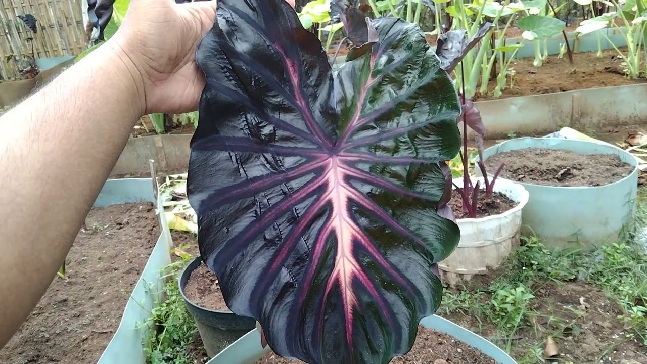 Exotic Rare Plant Colocasia The King From Indonesia 🇮🇩 | Colocasia Hybrid