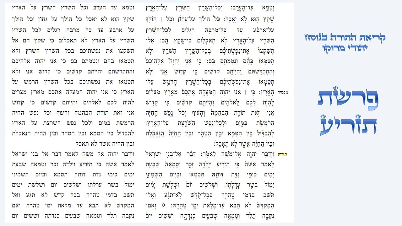 פרשת תזריע - קריאת התורה בנוסח יהודי מרוקו