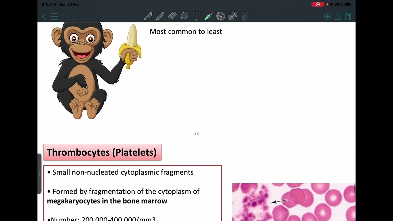 HLS: Anatomy  2