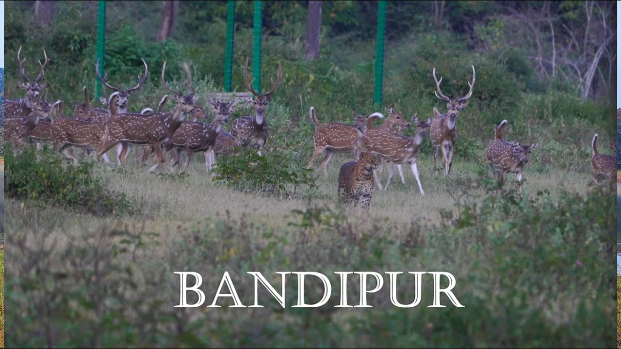 Bandipur | Glimpses from the Wild