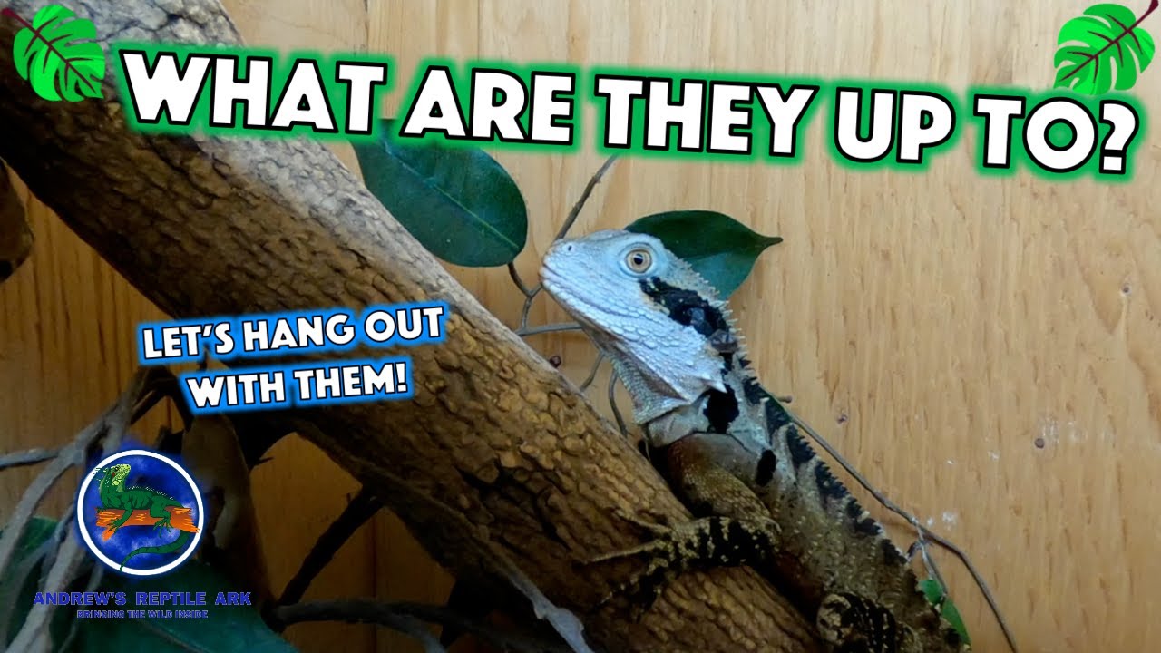 Checking In On Our Australian Water Dragons!