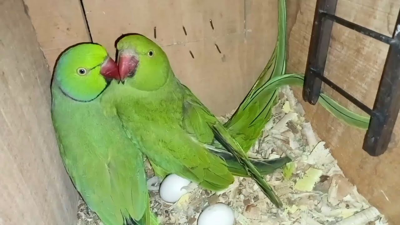 Ringneck Parrot's Breeding Progress | Parrots 🥚🥚 Eggs Kindling| Green Parrot 🦜