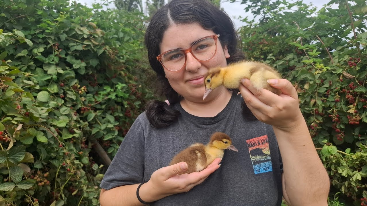 Adoptando patitos bebés