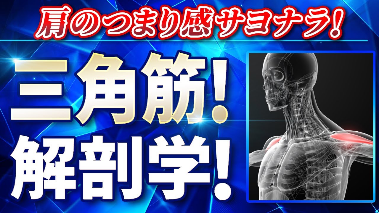 三角筋解剖学完全攻略！肩のつまり感サヨナラ！
