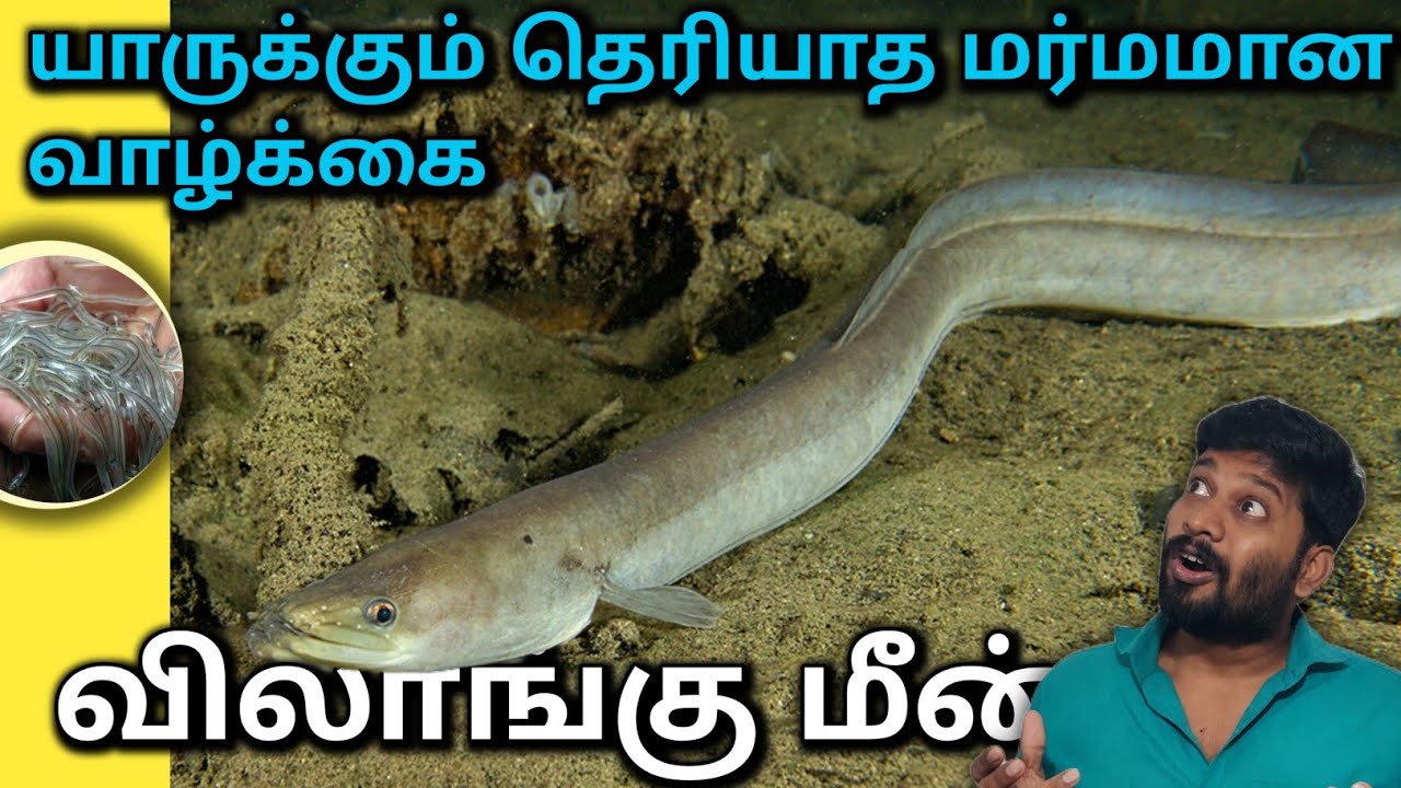 அறிவியலே தடுமாறிய விலாங்கு மீன் வாழ்க்கை - Indian mottled eel facts and Life - Anbulla Sahotharan 