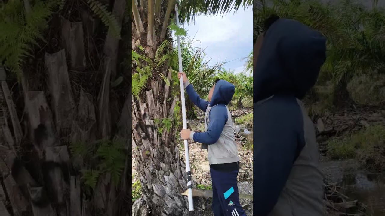 Tutorial cara memanen buah 🤓😭