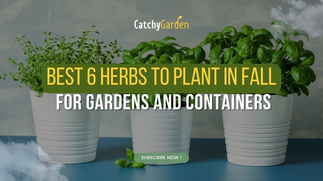 Best 6 Herbs to Plant in Fall for Gardens and Containers ☘️🌱 // Garden Answer