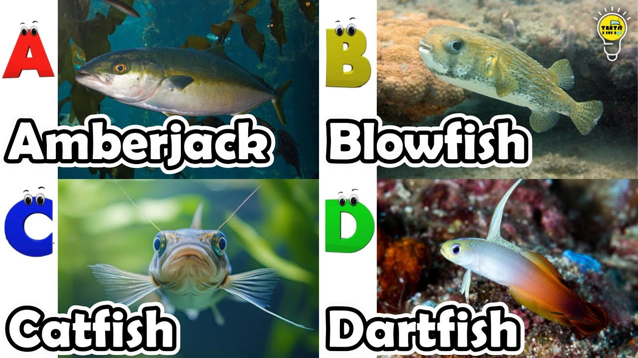 Sea animals for kids | ABC phonics animals | ABC Sea Animals song | English and Animals for Kids