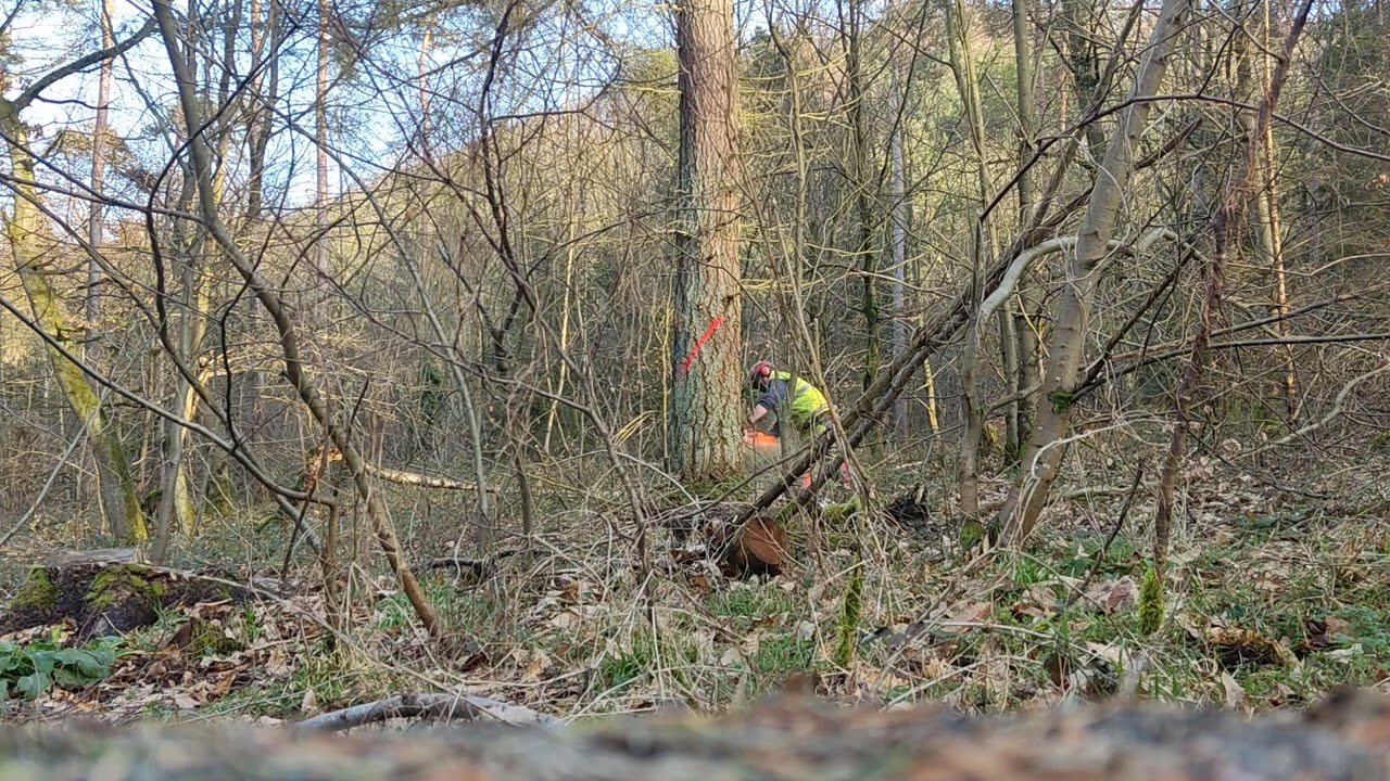 Wertholz-Douglasie mit Husqvarna 560XP und Herzstich.