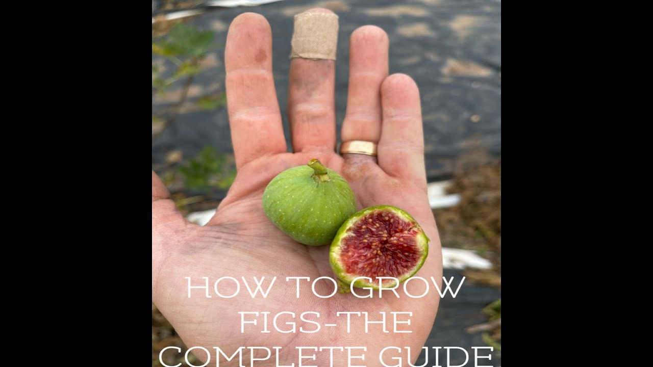 HOW TO GROW FIGS-THE COMPLETE GUIDE.