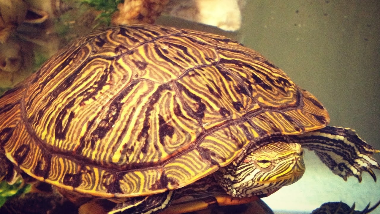 Turtle Tank Cleaning Hack. An Easy Tip For Your Aquarium Tank.