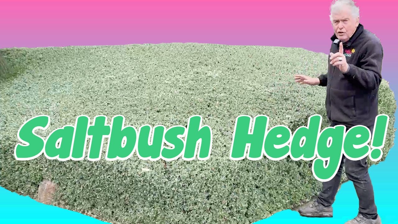 Even in the Toughest Conditions Creeping Saltbush Absolutely Thrives