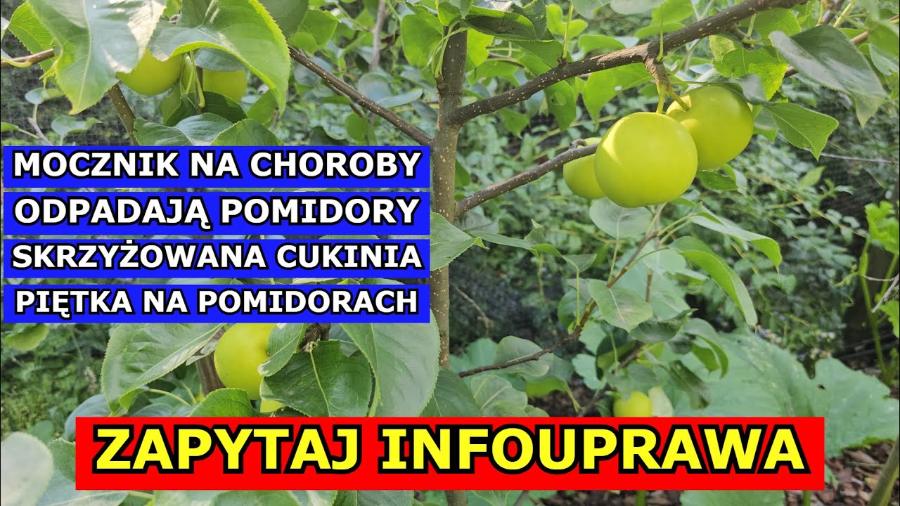 Mocznik na Choroby. Odpadają Pomidory z Krzaka. Skrzyżowana Cukinia. Czarna Piętka na Pomidorach Q&A