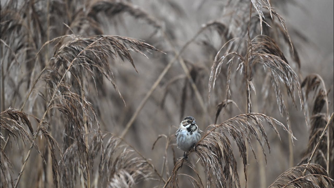 Reed Bunting doing what a Reed Bunting does 
