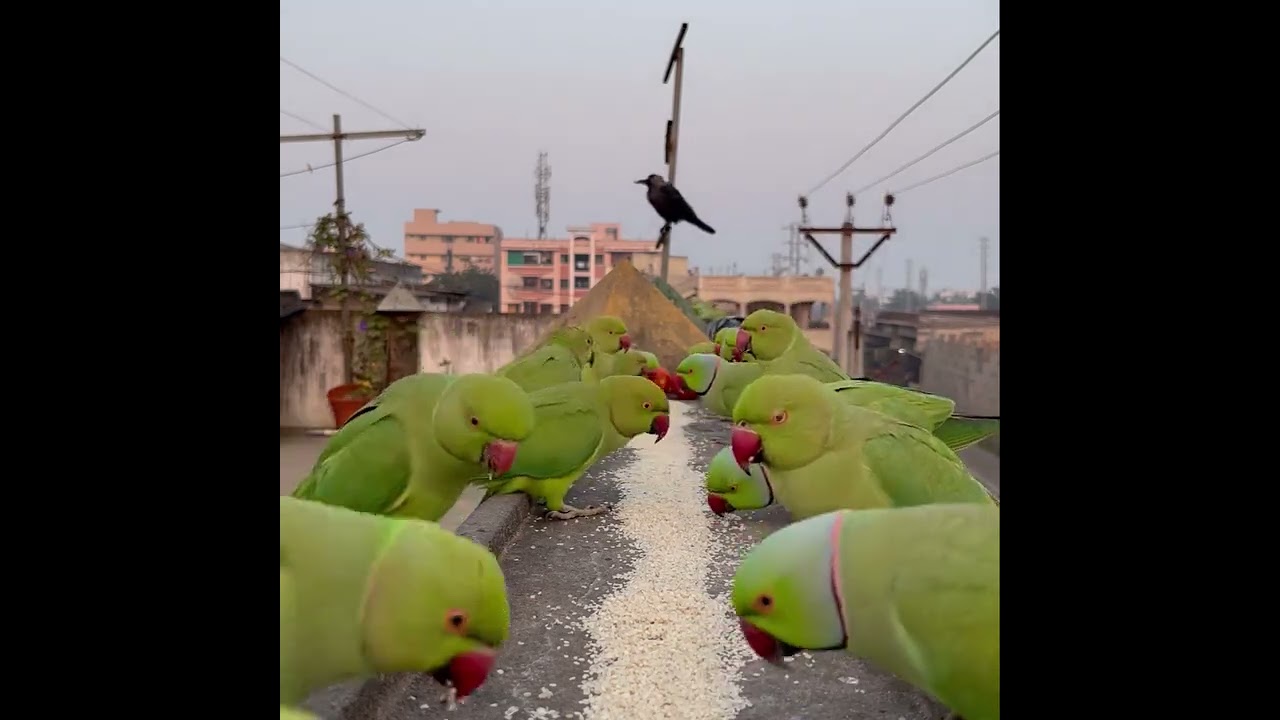 Parrots eating food on rooftop #parrot #birds 