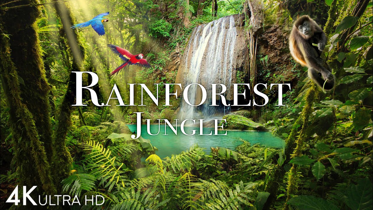 Rainforest 4K - The World&rsquo;s Amazing Tropical Rainforest | Jungle Sounds | Scenic Relaxation Film