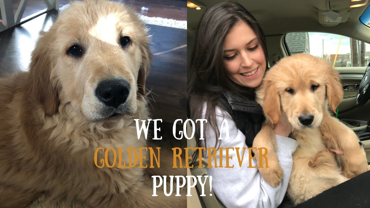 SURPRISE! WE GOT A GOLDEN RETRIEVER PUPPY!