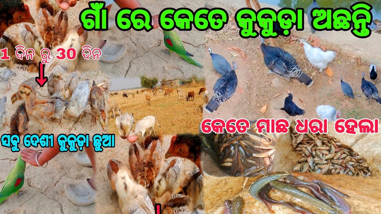 ଗାଁ ରେ କେତେ କୁକୁଡ଼ା ଓ ପଶୁ 