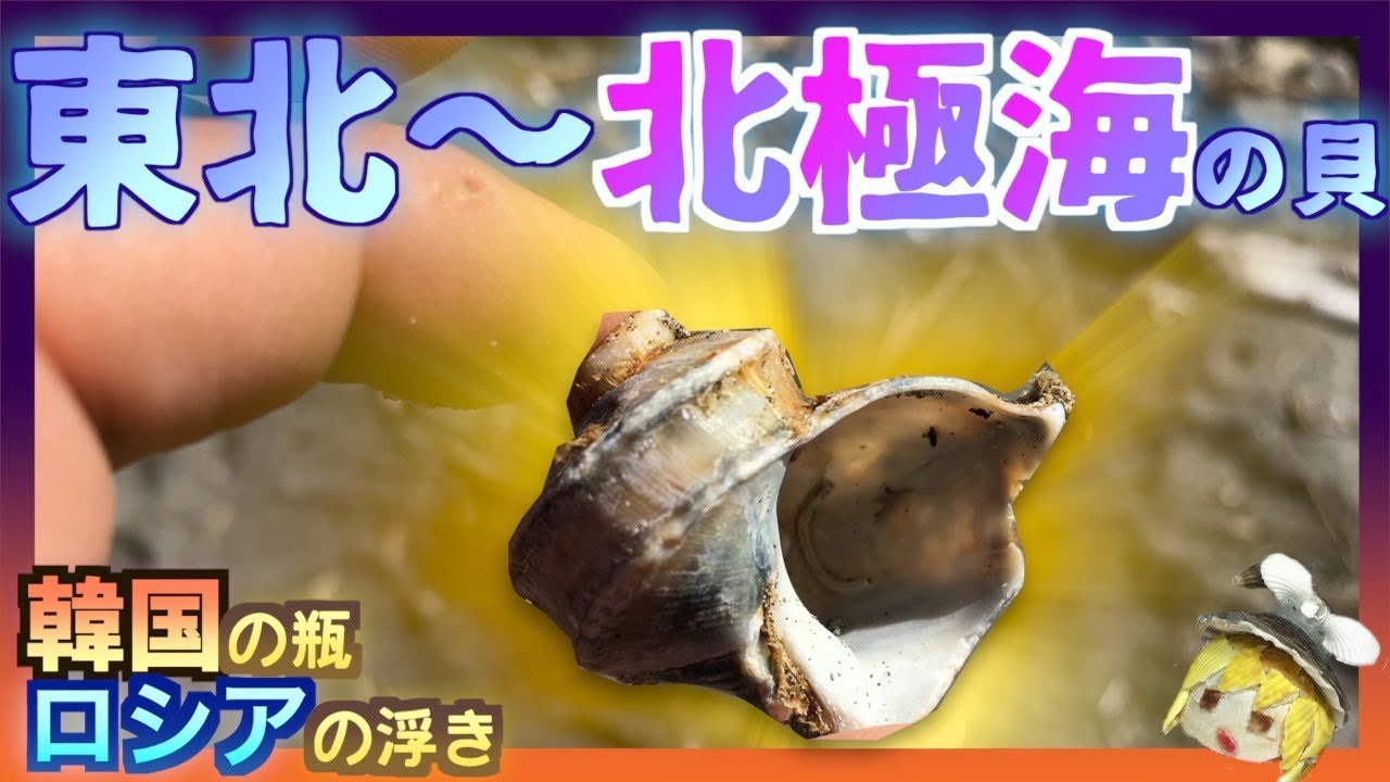 【極寒の海】北の海にしかいない貝殻が大量！！【貝殻拾いの旅】in 北海道！！後編