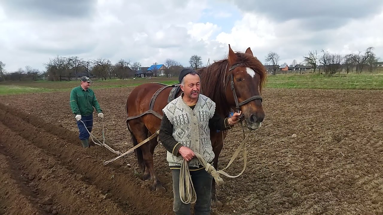 Лошади в работе/ садим бульбу