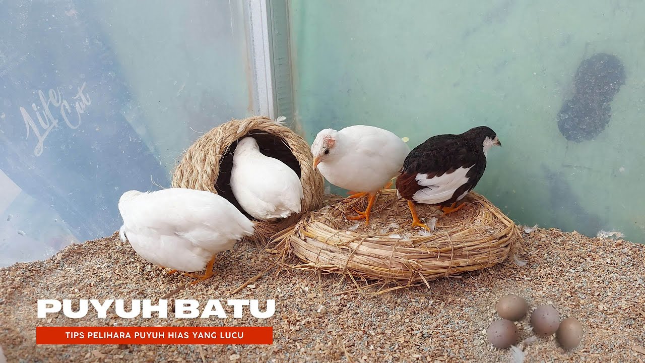 Cara Pelihara Puyuh Hias (Puyuh Batu) Yang Lucu Didepan Rumah Agar Tidak Bau Dan Bagus Dilihat
