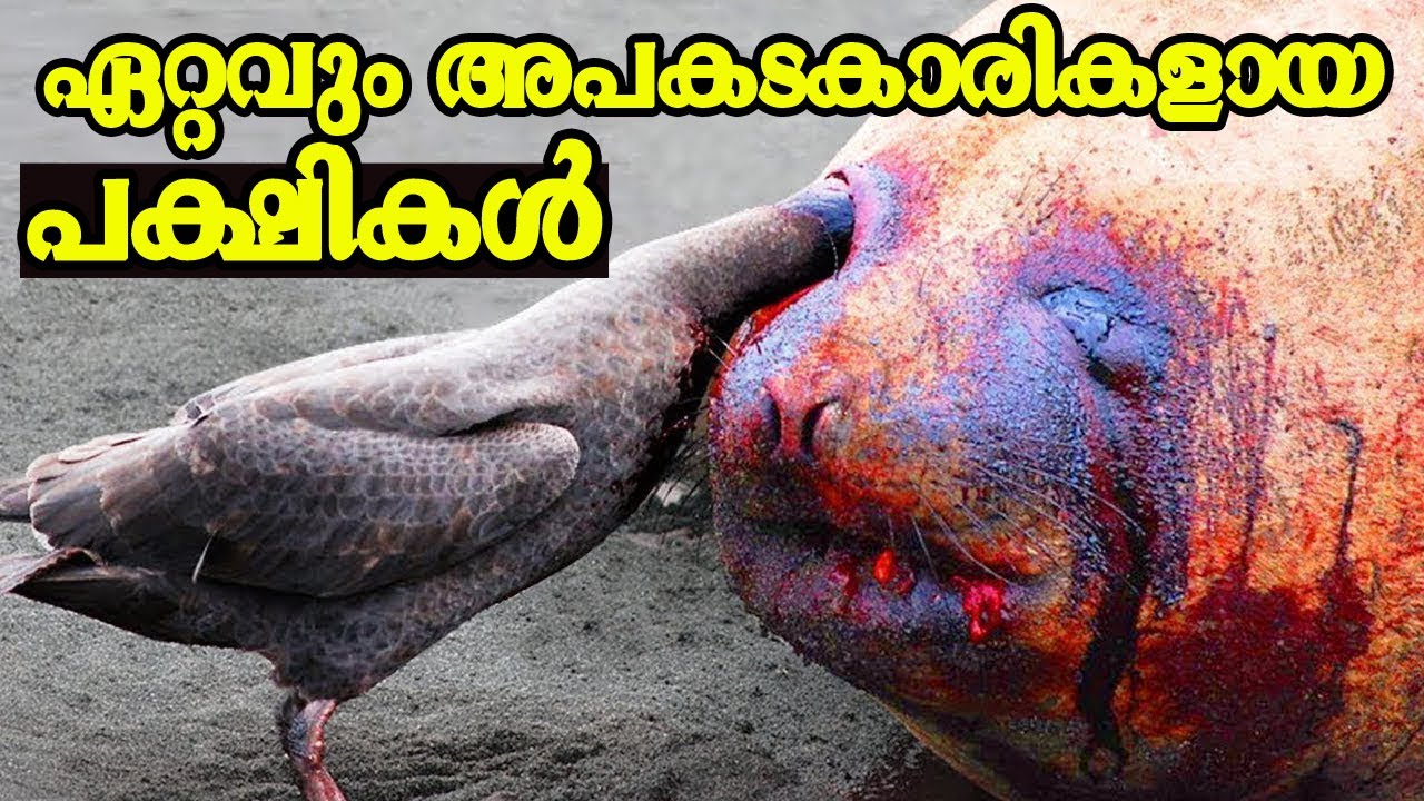 ലോകത്തിലെ ഏറ്റവും അപകടകാരികളായ 10 പക്ഷികൾ | Top 10 dangerous birds in the World