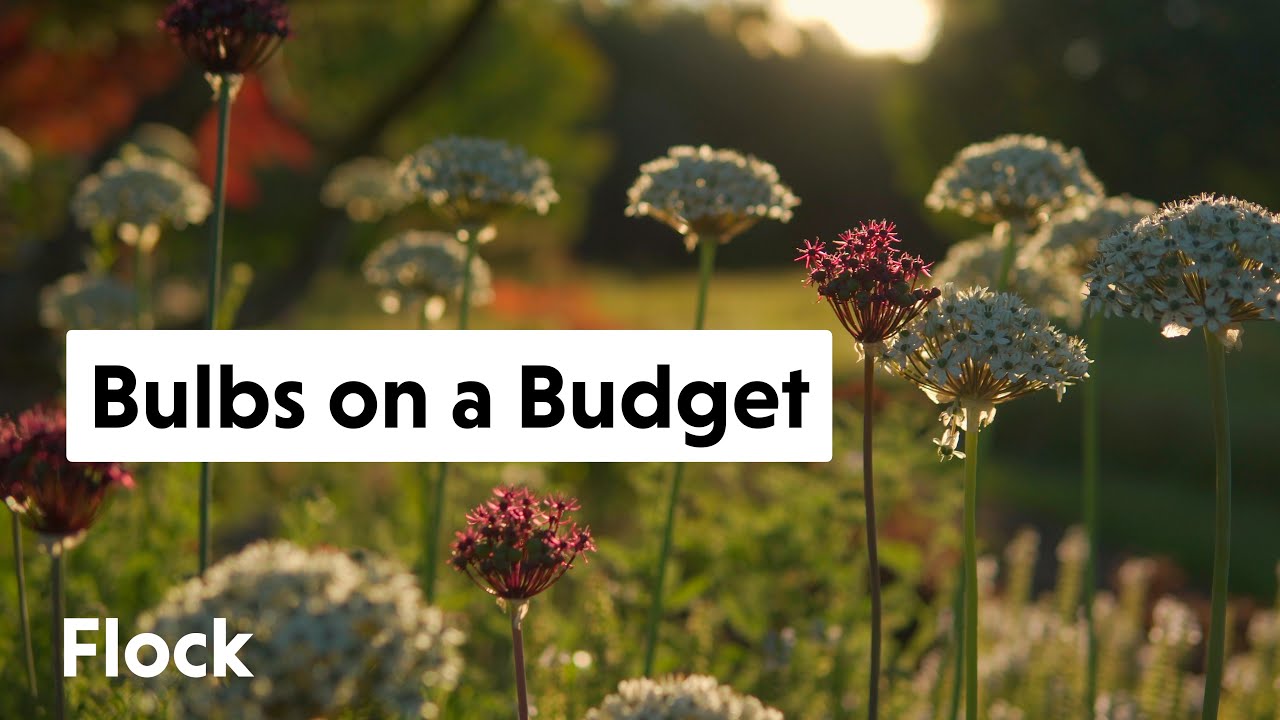 Best BULBS on a BUDGET — Ep. 122