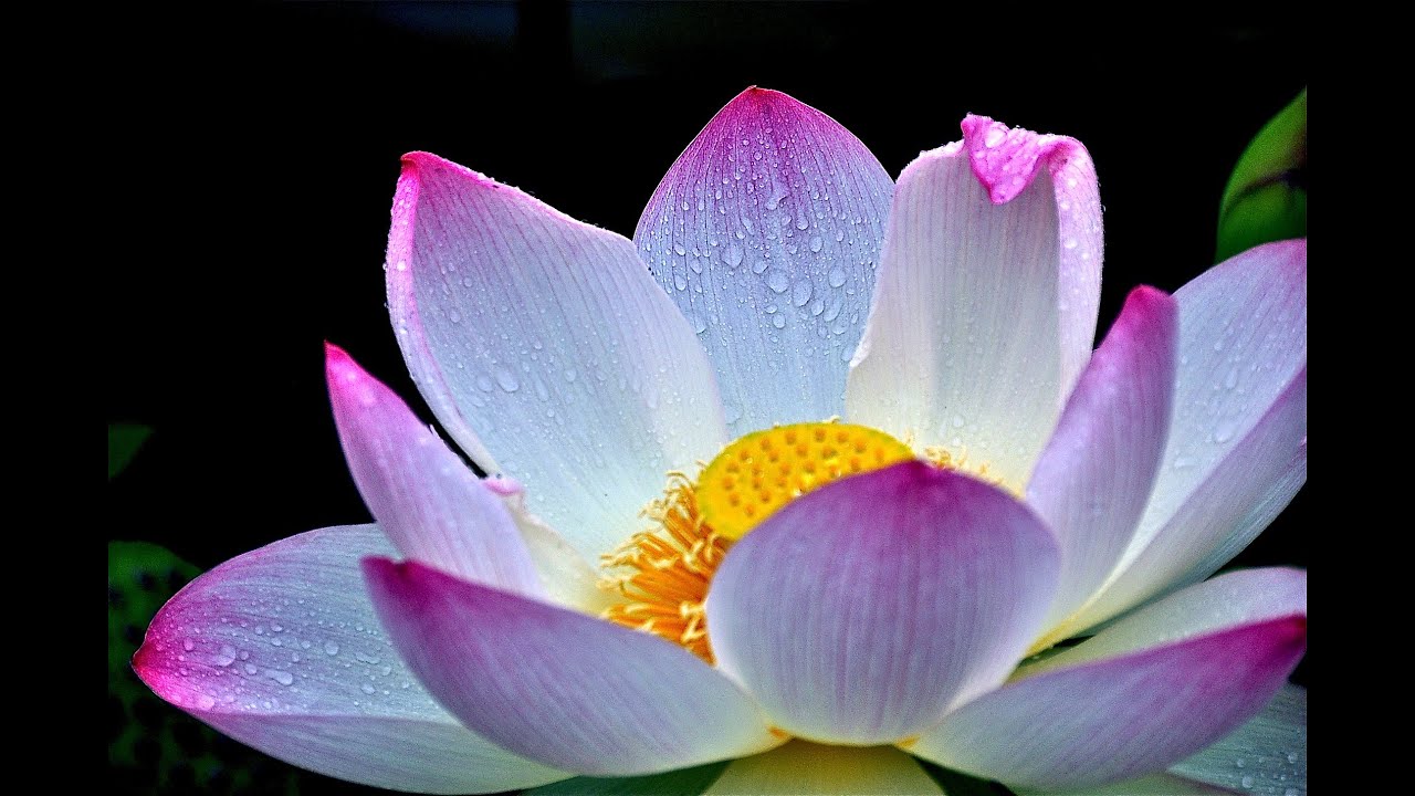 雨に輝く、蓮の花　「浄」− Lotus bloom on a rainy day −　癒しの風景　蓮華　ヒーリング　「音のスケッチ34ss」/Ryuju
