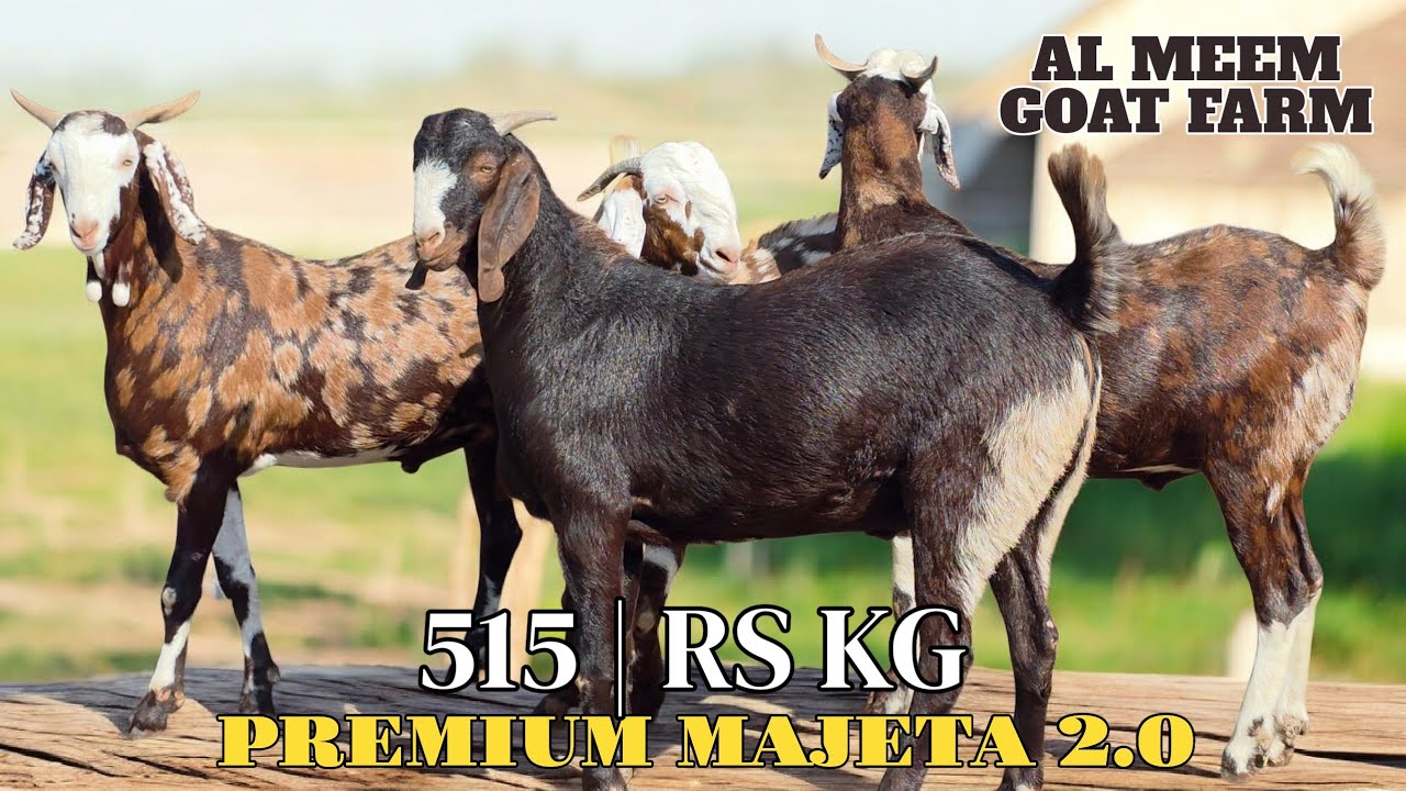 PREMIUM MAJETA 2.0 SERIES START PART 1 | AL MEEM GOAT FARM 