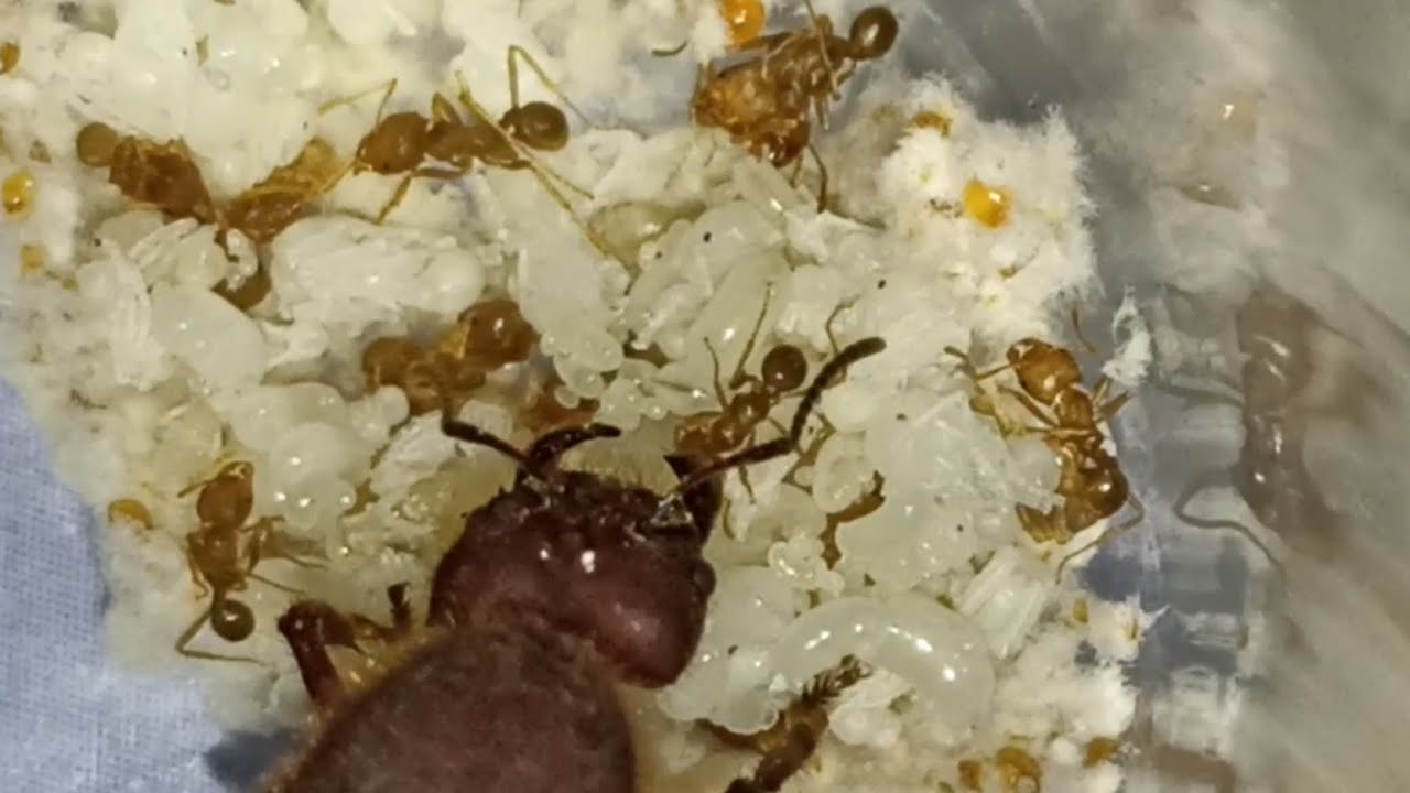 Las Hormigas Atta después de 2 meses.